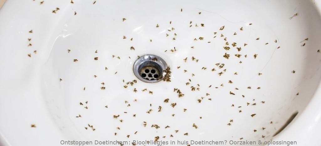 Rioolvliegjes in huis Doetinchem? Oorzaken & oplossingen